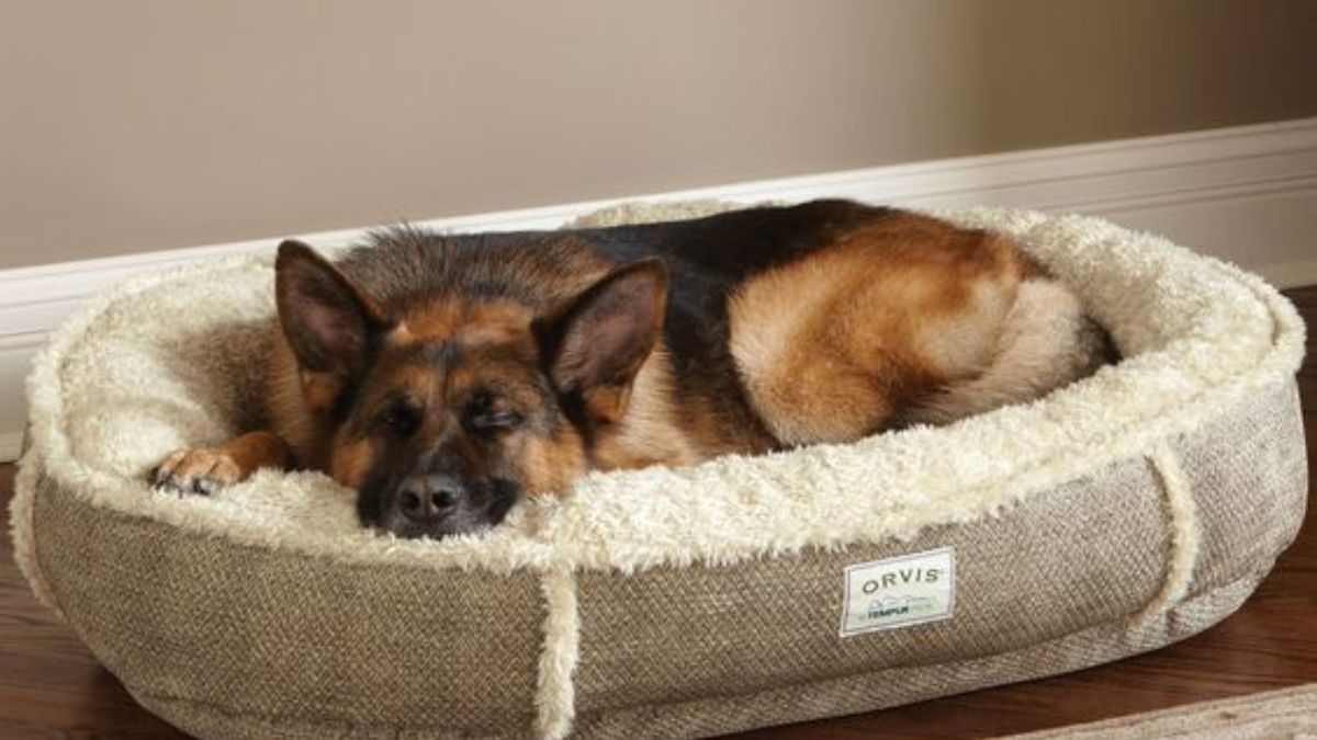 adult dog beds