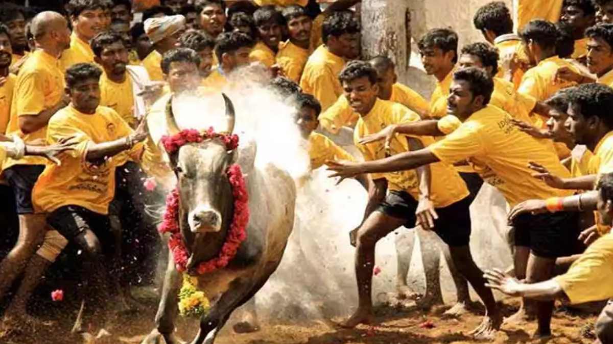 Avaniyapuram Jallikattu 2024: அவனியாபுரத்தில் துள்ளிக்குதிக்கும் காளைகளைத் தழுவ காத்திருக்கும் காளையர்கள்!
