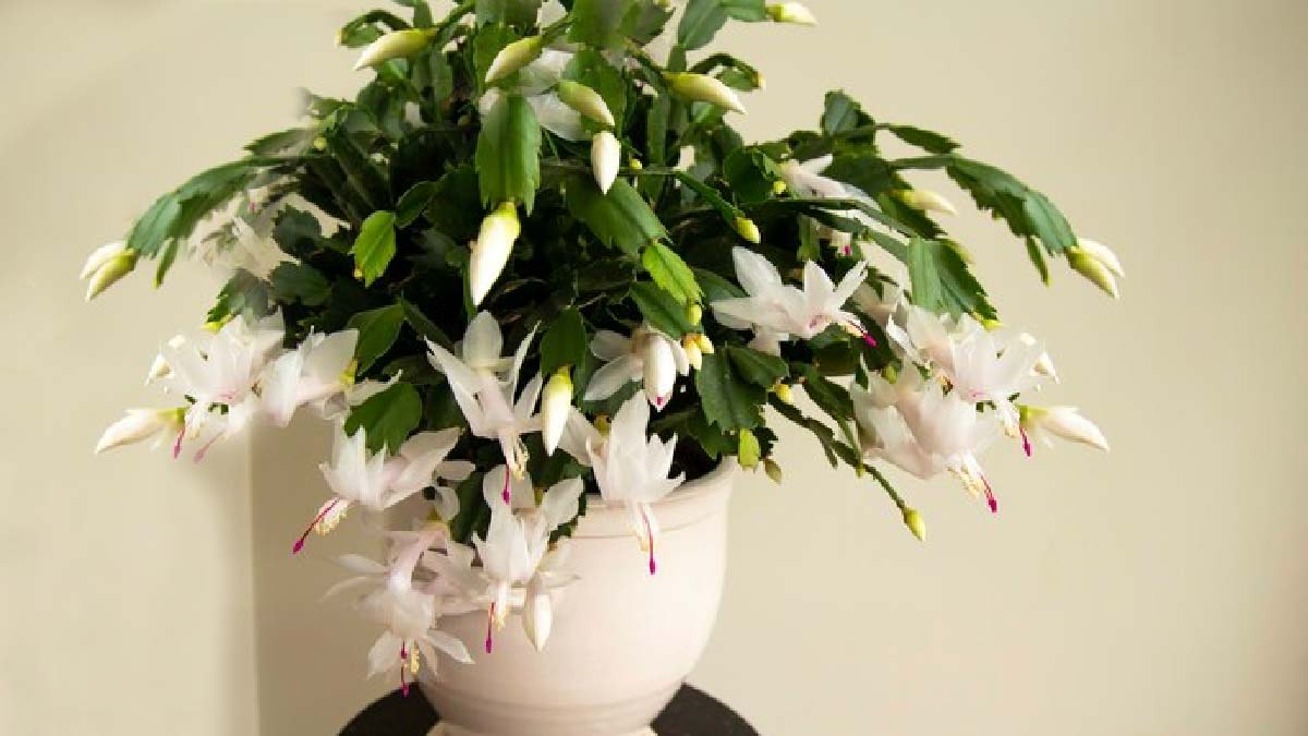 6 Beautiful Indoor Flowering Plants To Add To Your Home
