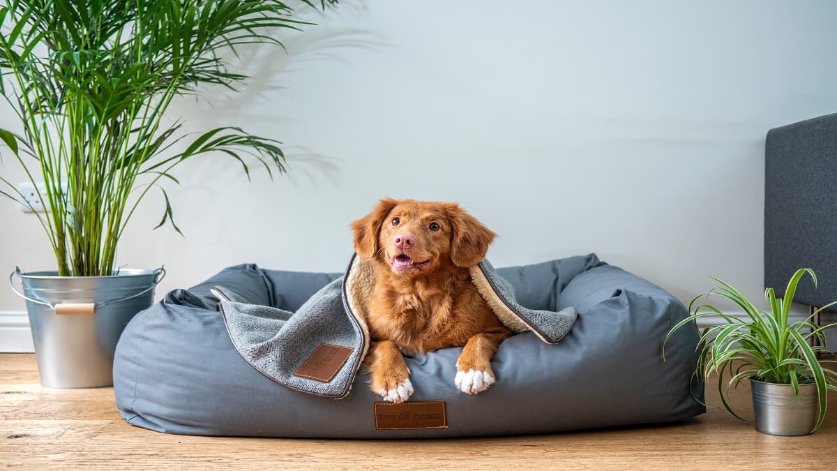 Best Dog Bed to Provide Your Furry Friend with the Most Comfort and Support