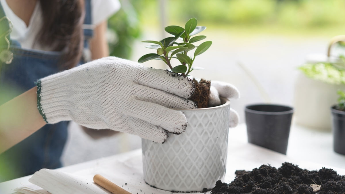 Caring For Desk Plants: रोज पानी देने के बाद भी मुरझा रहा है ऑफिस टेबल पर रखा पौधा, तो करें ये 3 उपाय