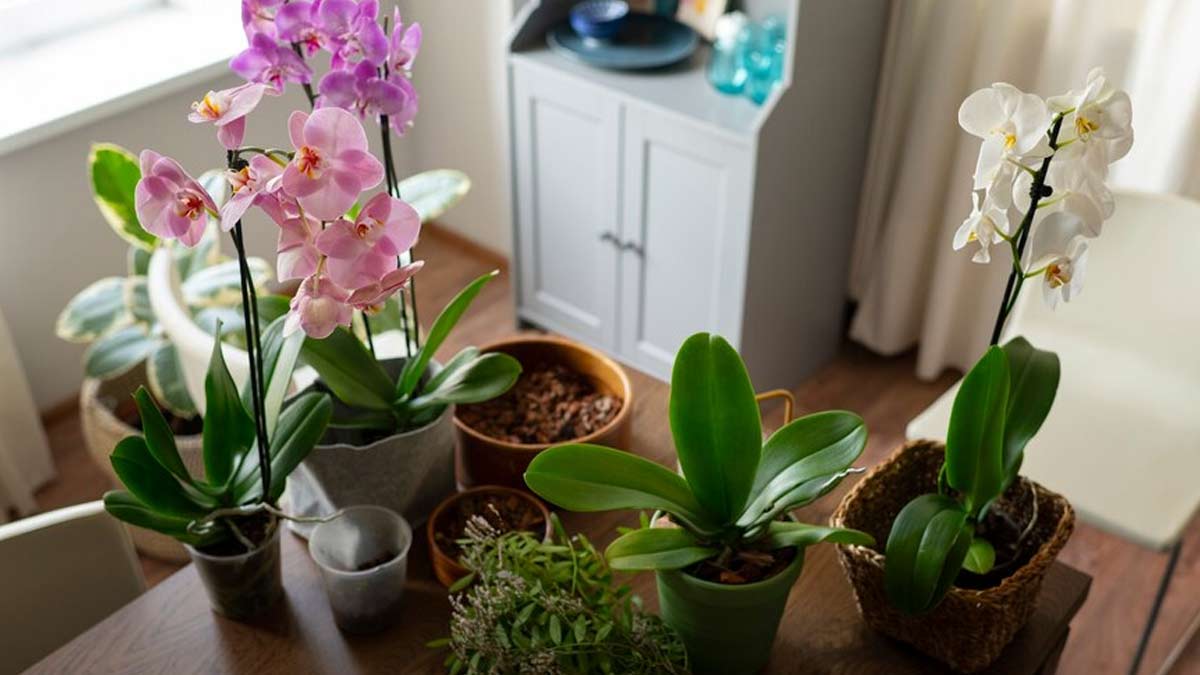 Gift These 5 Potted Plants To Your Bae On Valentine’s Day Instead Of A Bouquet