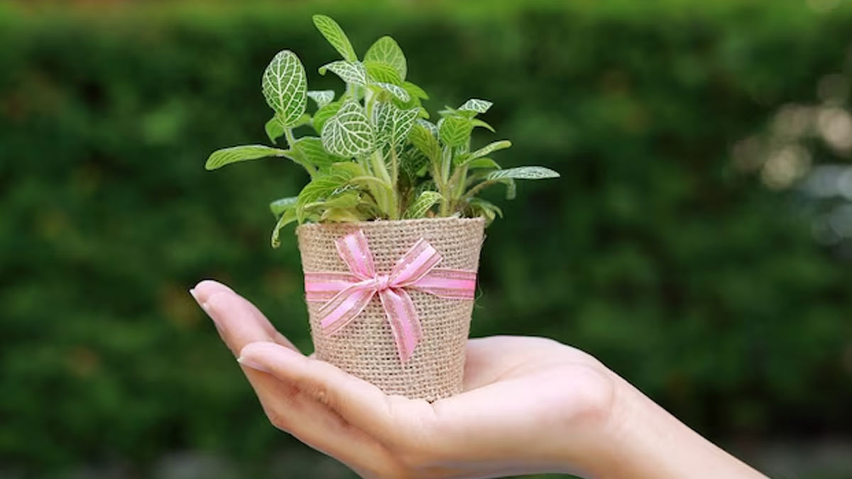 top indoor plants to give as a gift