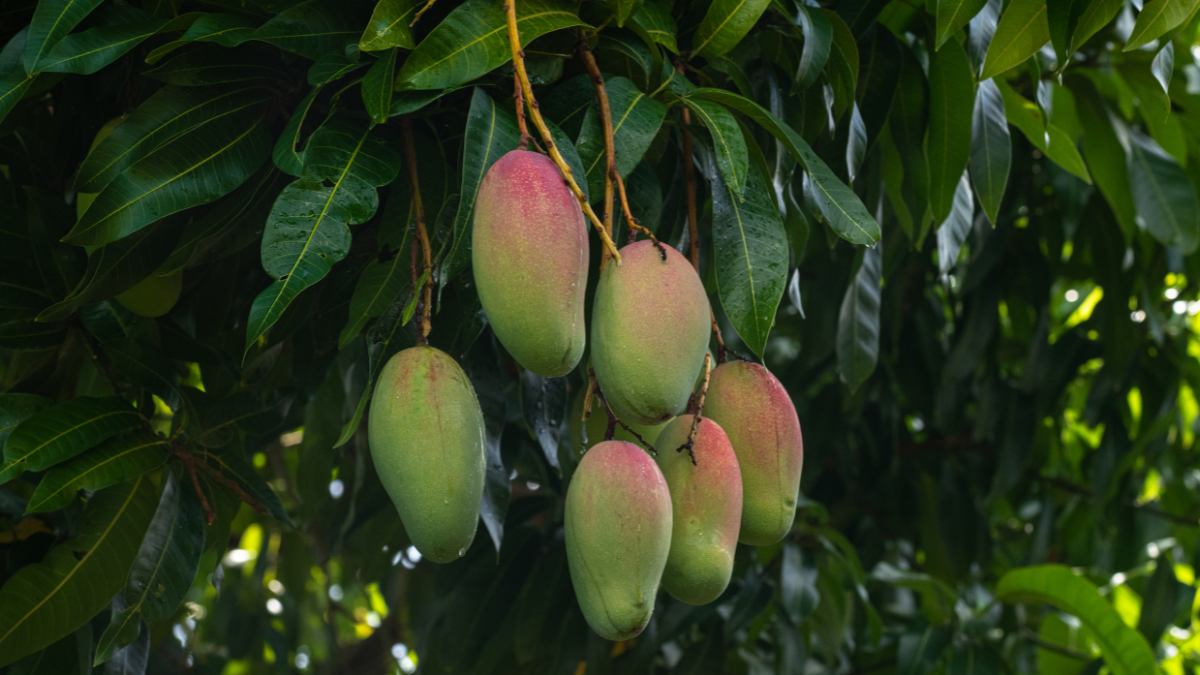 Know About The Astro Benefits Of Offering Water To Mango Tree